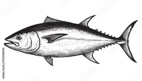 tuna fish, engraving vector style