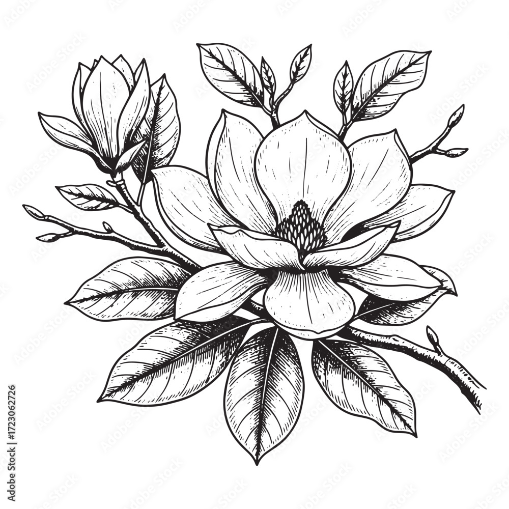 Fototapeta premium Magnolia Flower Engraving Detailed Botanical Sketch of Southern Magnolia Bloom and Leaves on Branch