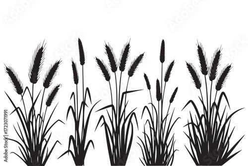 Silhouette of wheat stalks and grass in a field, isolated on Transparent Background