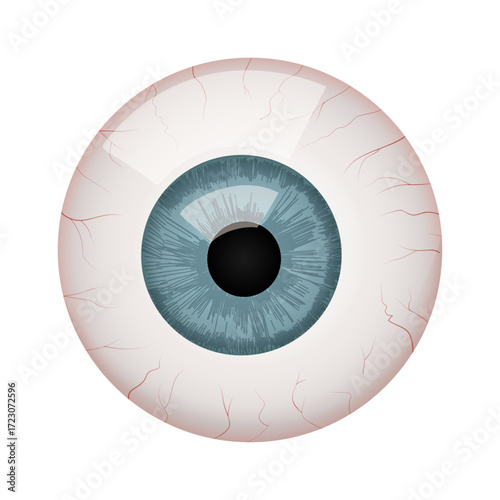 Human Eyeball Anatomy Vector Illustration