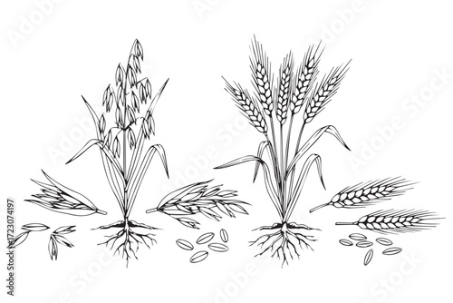 Detailed illustration of oat and wheat plants with roots and seeds, isolated on Transparent Background