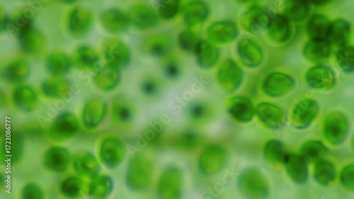 A stunning microscopic timelapse showing vibrant green chloroplasts actively moving within plant leaf cells a biological process known as cytoplasmic streaming or cyclosis revealing cellular life.