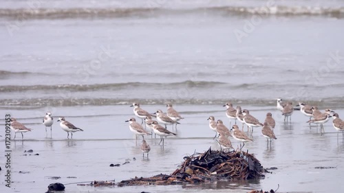 A flock of north Limicolae wintering on the coast of Borneo. South China Sea (Mongolian dotterel (Charadrius mongolus), little stint (Calidris minuta), ruddy turnstone (Arenaria interpres), etc.)