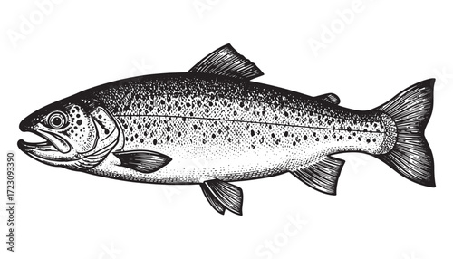 Trout fish engraving vector style