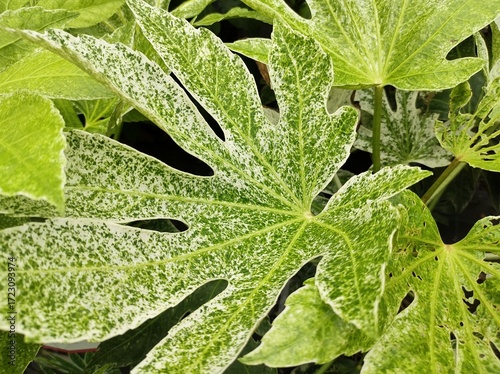 Fatsia japonica 'Spider's Web'