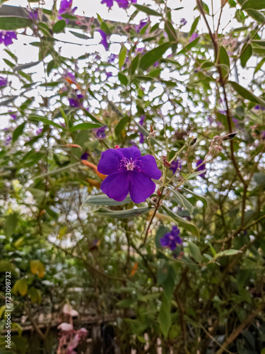 Gaura lindheimeri 'Gaudi Red' Oenothera lindheimeri Gaudi Red flower in the garden.