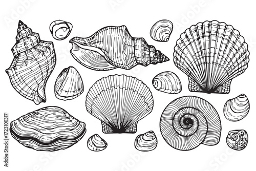 Collection of various seashells and sea life isolated on Transparent Background