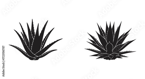 Two agave plants in dark outline a striking botanical silhouette