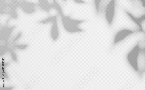 Shadow overlay from ivy vine on a transparent background.