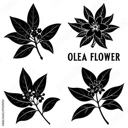 Illustration of four olea flower arrangements with leaves and blossoms in black and white style art