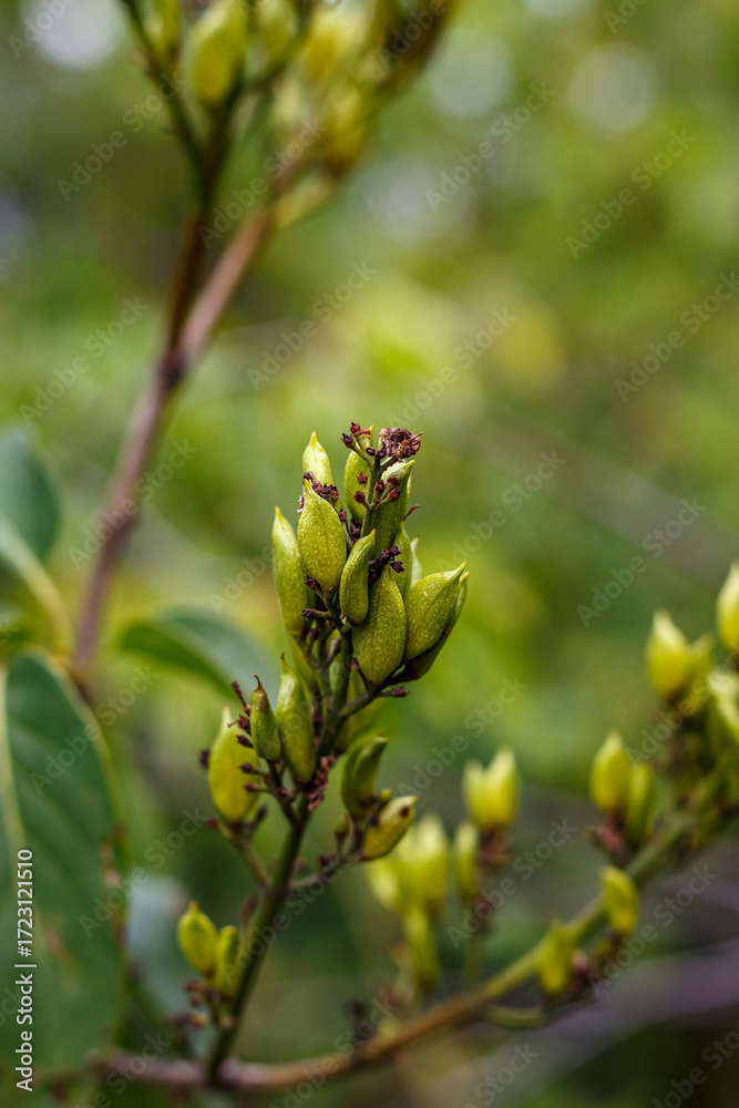 Obraz premium Yellow flowers of St. John’s wort (Hypericum perforatum) on a green background in the summer garden, medicinal herb close up