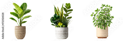 Set of Blooming artificial Dieffenbachia plant for home decor on transparent png background. Ai generated