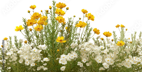 
A white flower bed of blooming rosemary and yellow cosmos, PNG clipart, white background, no shadow, high resolution.