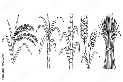 Collection of cereal crops and sugarcane isolated on Transparent Background