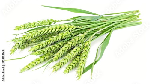 Rural Agriculture Scenes: Wheat/Corn/Rye Fields, Summer Harvests & Ripe Grain Crops