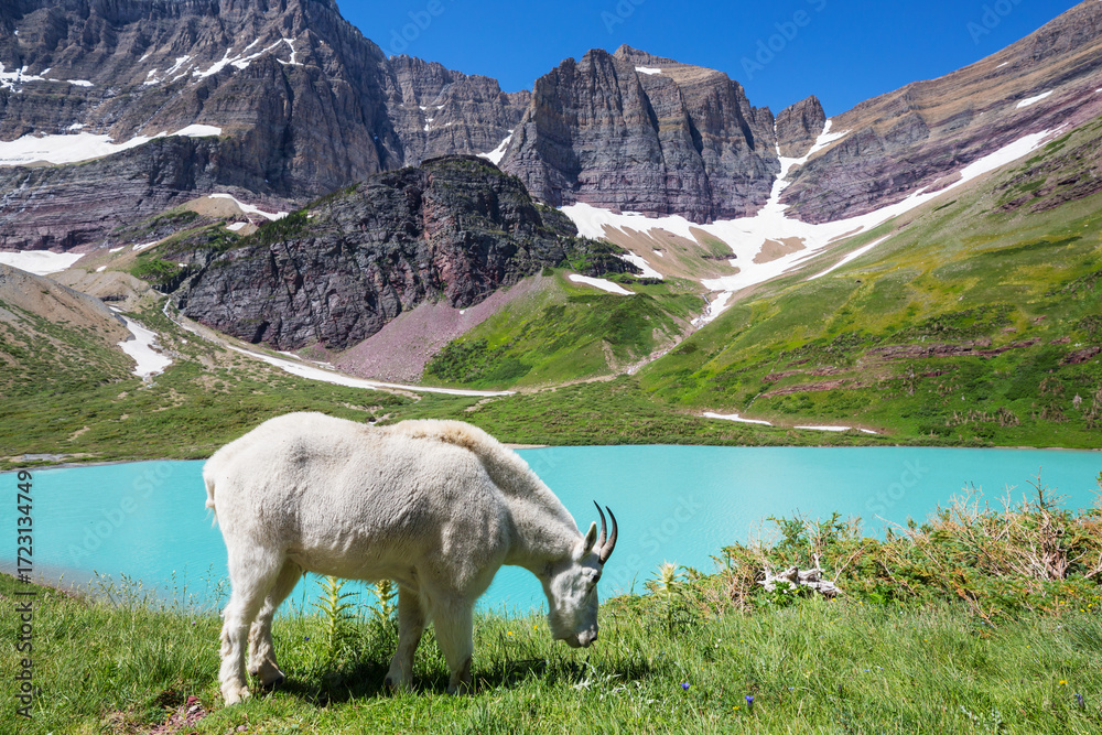 Fototapeta premium Mountain goat