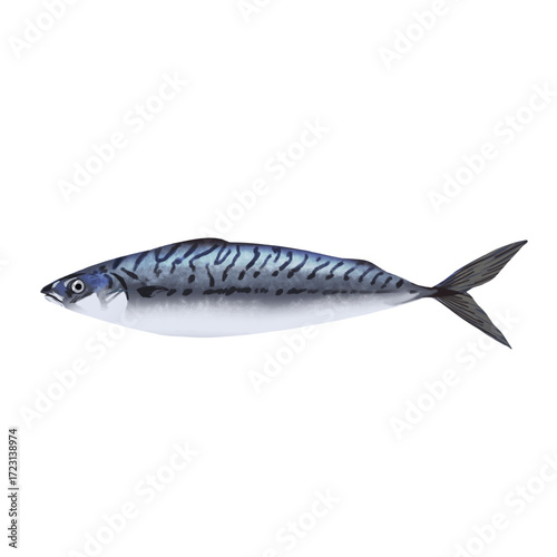 blue mackerel