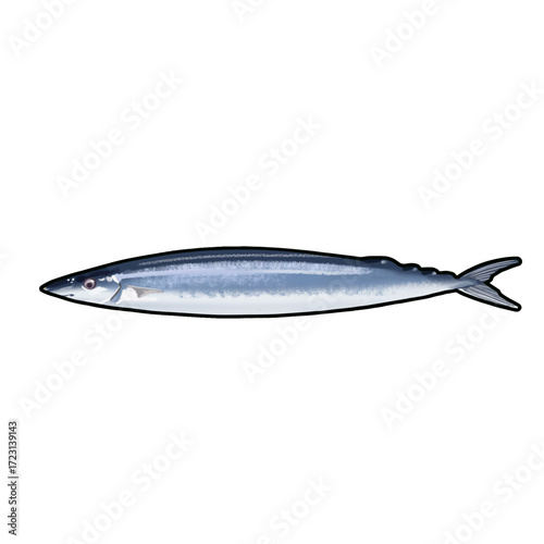 Pacific Saury with outline