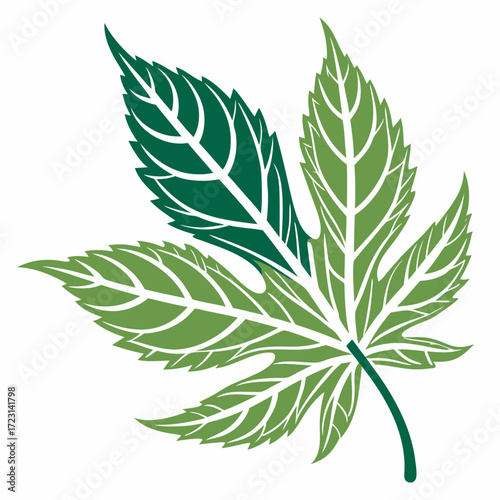 Stylized green leaves with intricate vein patterns on a white background representing nature and growth