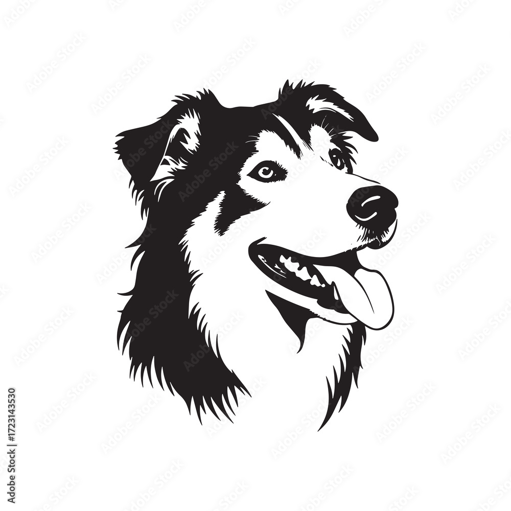 Obraz premium Border Collie Dog Portrait in Black and White