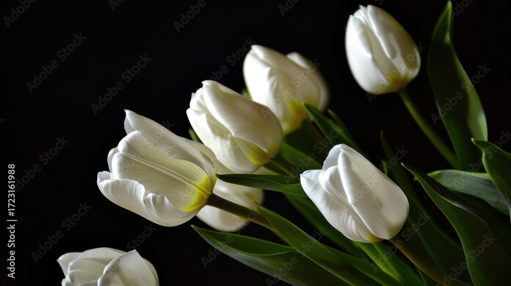 Fototapeta premium Spring Tulip Blooms: Red/Pink/Purple Blossoms, Floral Bouquets & Garden Field Flowers