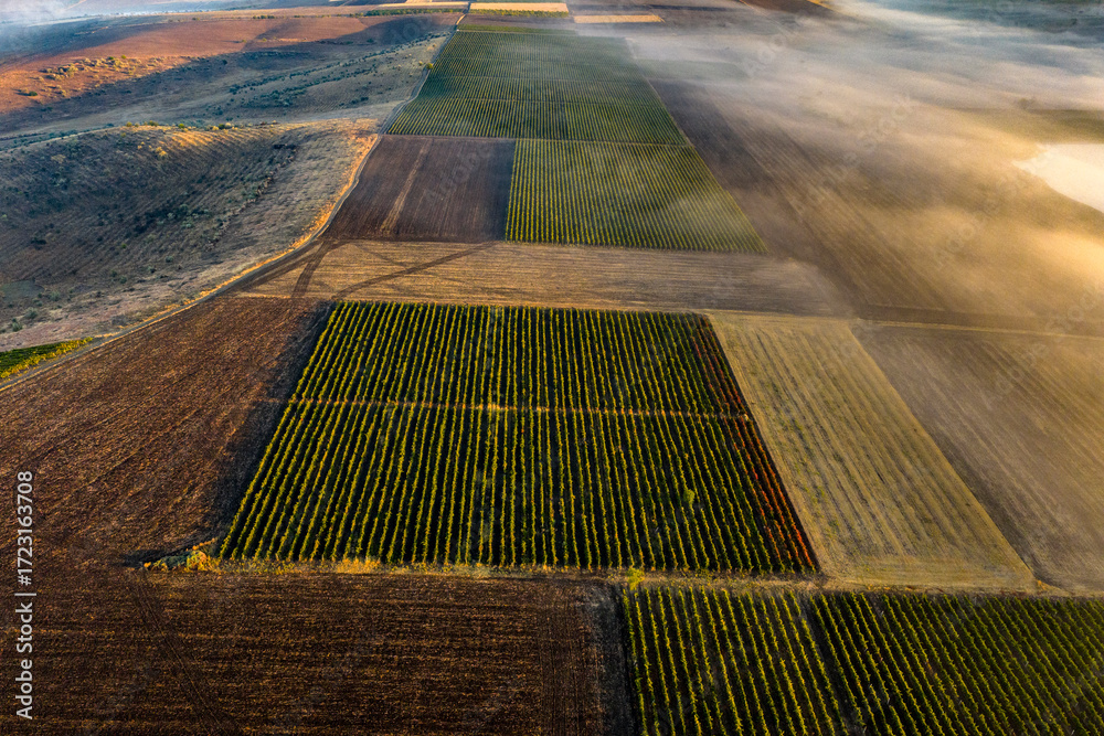 Obraz premium Aerial view of vineyard fields with misty morning light and patchwork agricultural landscape