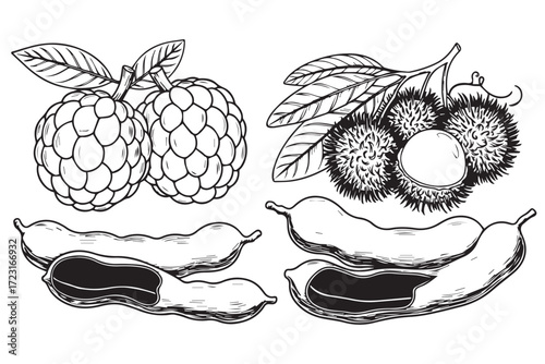Illustration of custard apples, rambutan, and tamarind pods isolated on Transparent Background