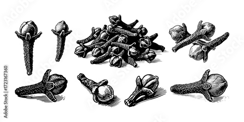 Detailed hand-drawn cloves spice illustration in vintage engraving style on white background, representing culinary and herbal concept