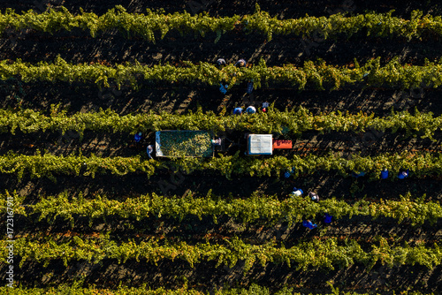 Fotografie aerial view of Workers harvesting grapes with tractor and trailer in vineyard