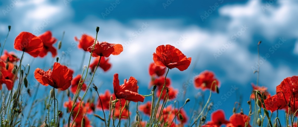 Obraz premium The Poppies Dancing in a Sunlit Meadow Against a Vibrant Blue Sky