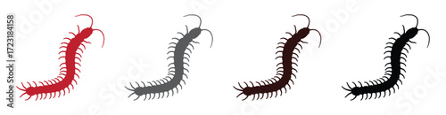 Centipede insect over white background flat style icon vector illustration. Perfect for insects, bug, nature, wildlife, and biology themed designs.
