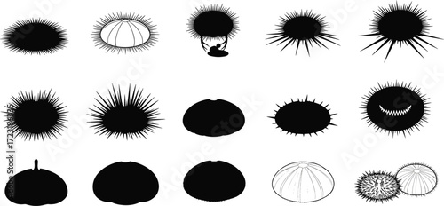 Sea urchin illustration, echinoderm artwork, marine life drawing, ocean animal vector, spiny shell design, biology study, underwater creature, abstract pattern