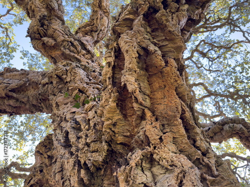 Quercus Suber. Cork tree trunk close up. 