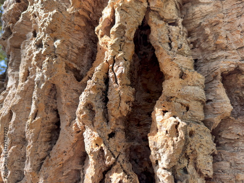 complex surface on cork tree trunk.