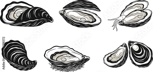Oyster illustration, mollusk artwork, marine life drawing, ocean shell vector, pearl oyster, biology study, seafood design, underwater creature, vintage engraving