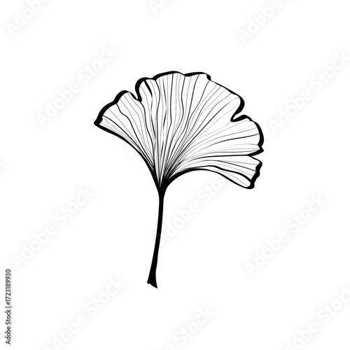 Ginkgo biloba leaves sketch. Decorative sceleton leaf. Vector hand drawn illustration. Minimal line art style.