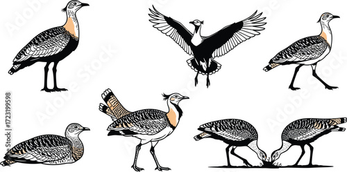 Bustard bird illustration, wildlife drawing, exotic bird artwork, farm animal design, flying bustard, walking bustard, feeding bird, nature silhouette, detailed plumage