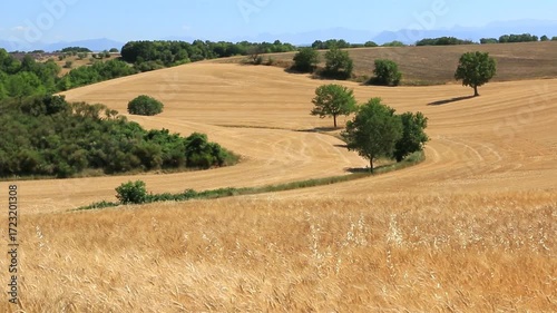 Paysage vallonné où se côtoient champs de céréales et bosquets ou arbres isolés.