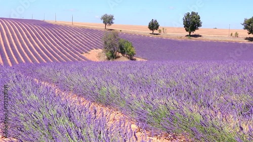 Champs de lavandes en fleurs recouvrant une colline en Provence.
