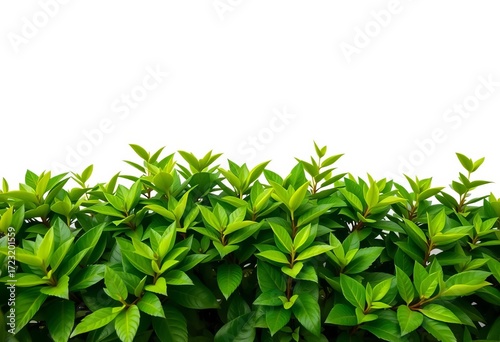 Wide shot of lush green foliage against pure white backdrop,   simple,  ecology