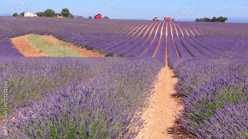 Colline de champs de lavandes en fleurs à l'époque de la récolte.
