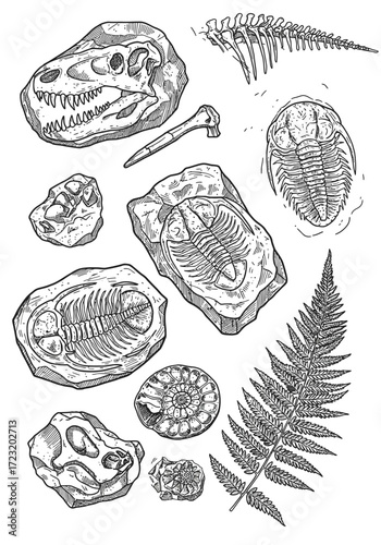Vector art of fossil collection featuring dinosaur skull, bone, trilobite, fern, and ammonite in black and white sketch style