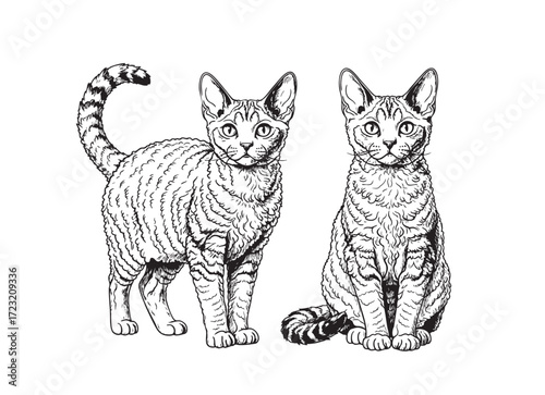 Vector of curly-haired Selkirk Rex cat stands elegantly. A second one sits gracefully, showcasing the breed's unique, plush coat and calm demeanor. Pet.