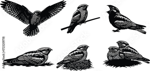 Nightjar silhouette illustration, flying nightjar, perched nightjar, nesting nightjar, nocturnal bird art, wildlife drawing, folklore animal design, mysterious nature graphic
