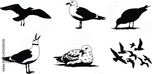 Seagull silhouette illustration, flying seagull, standing seagull, coastal bird art, seabird wildlife drawing, ocean animal design, nature shorebird graphic