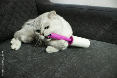 Gray cat playing and biting lint roller on upholstered sofa covered with pet hair. Shedding fur visible. Concept of pet behavior, cleaning, hygiene, furniture care.