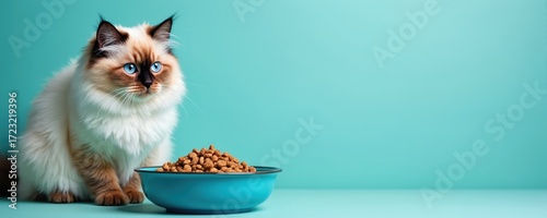 Fluffy cat sits near blue bowl filled with dry cat food against vibrant turquoise background. Domestic animal eats its daily portion in home. Cat food, health, pet care, nourishment concept.