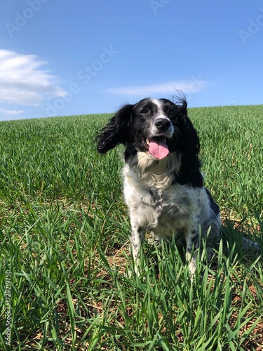 Springer Spaniel in a field, North Yorkshire, England, United Kingdom