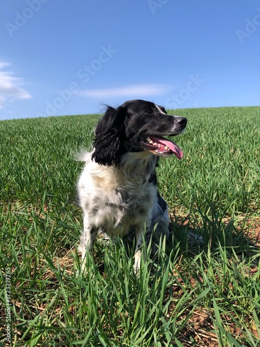 Springer Spaniel in a field, North Yorkshire, England, United Kingdom