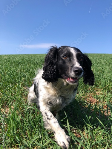 Springer Spaniel in a field, North Yorkshire, England, United Kingdom